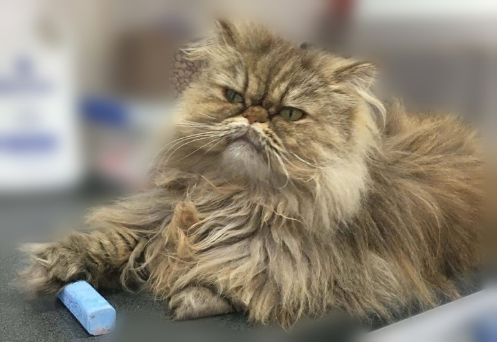 Aurora, the cattery's fluffy office admin, relaxing on the desk