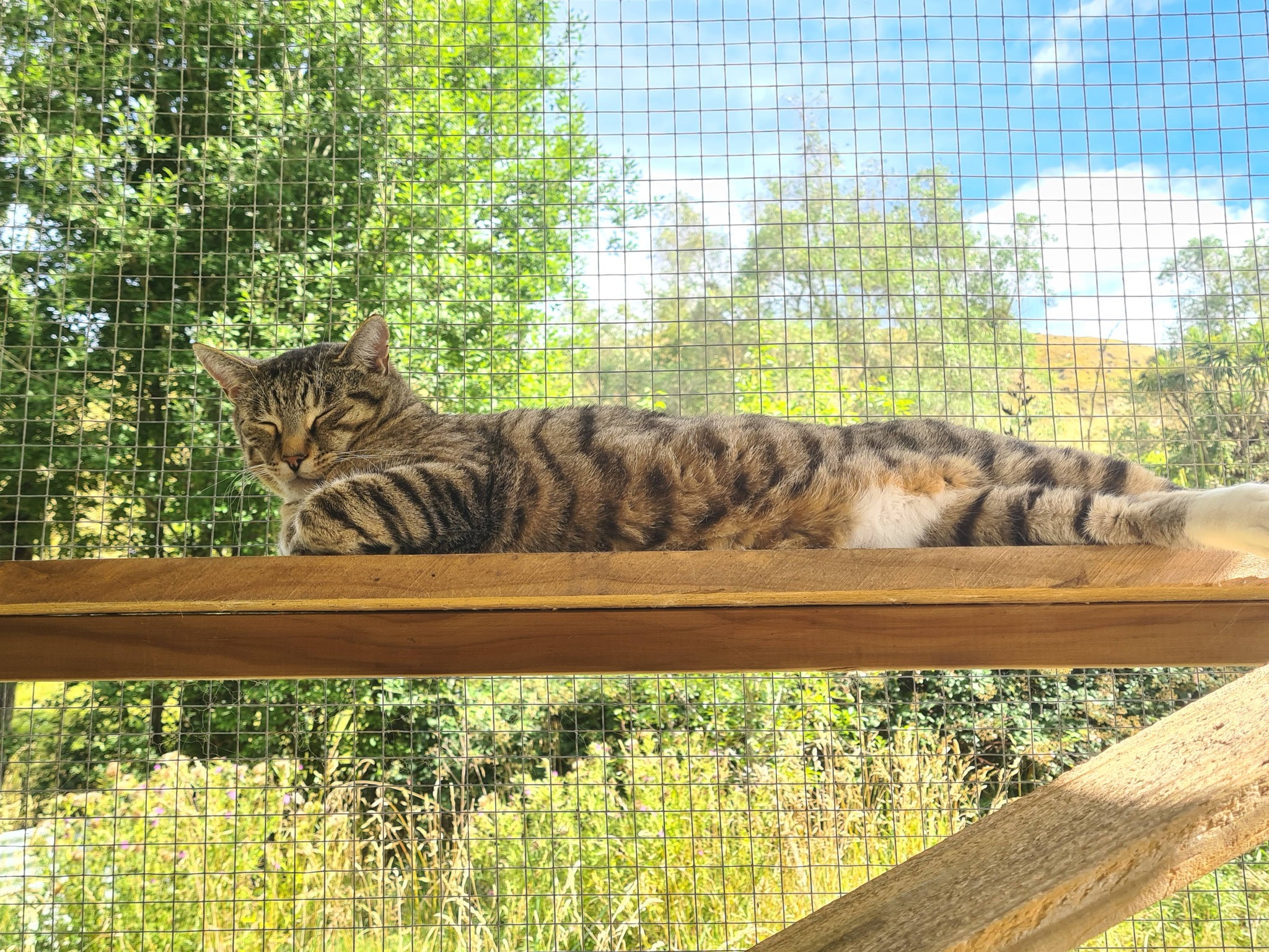 A cat exploring the back paddock