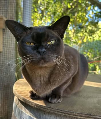 Molly, a sleek Burmese cat, perched on a barrel in the run