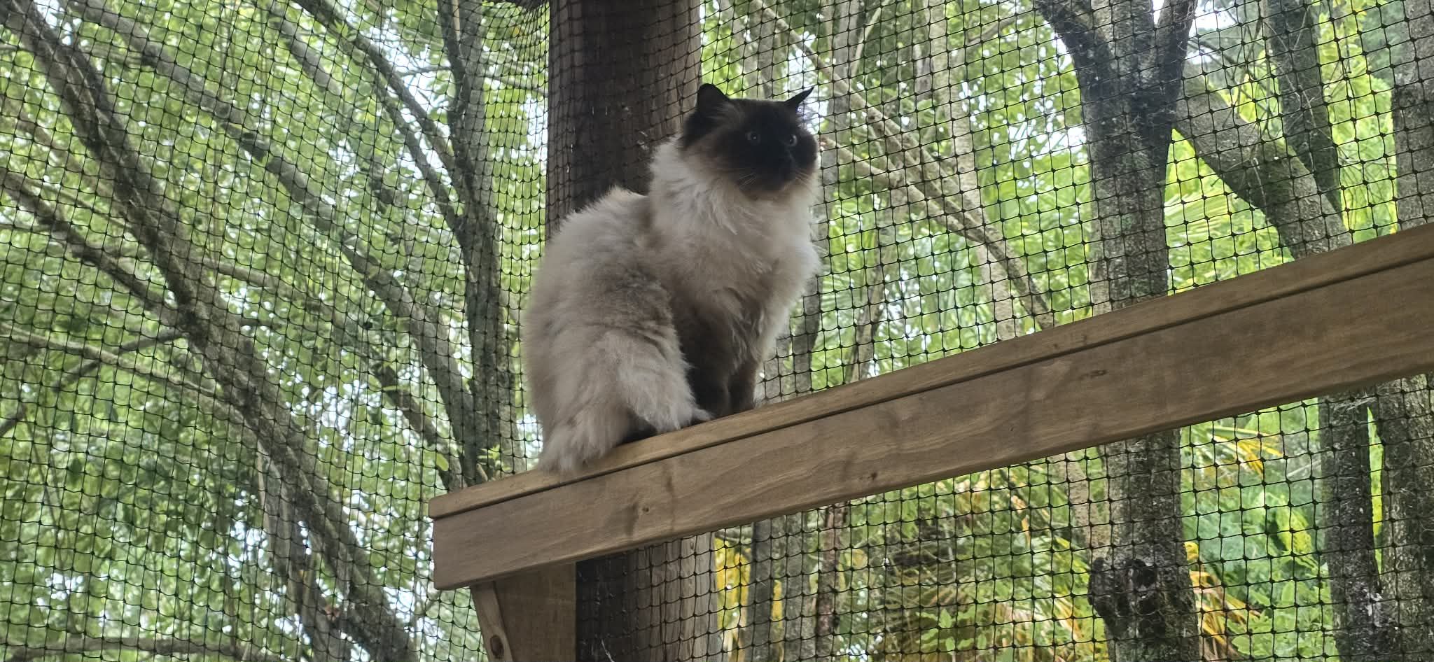 A cat exploring among the trees at the cattery