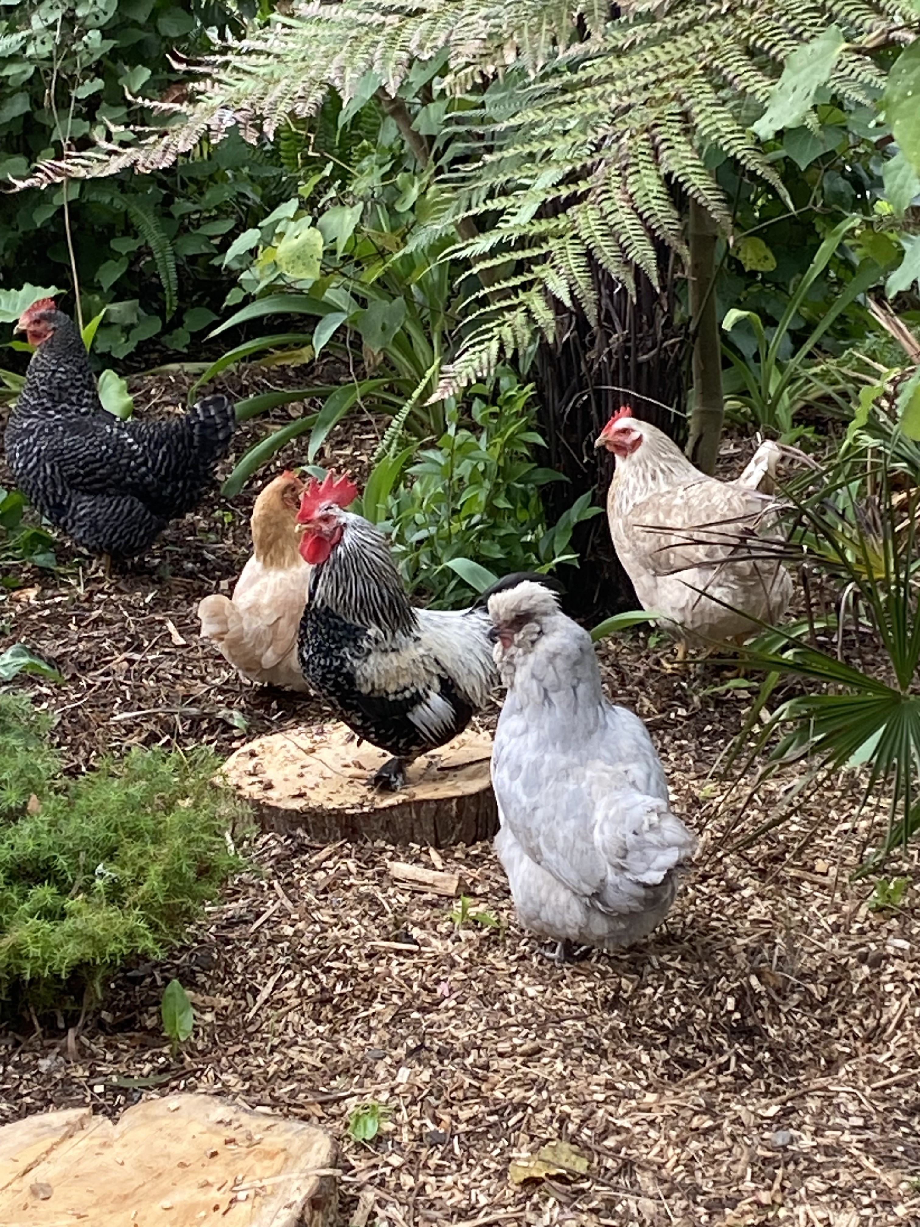 The cattery's free-ranging chickens
